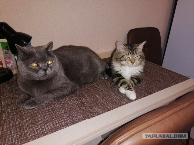 Ну, поехали в котоввторник!