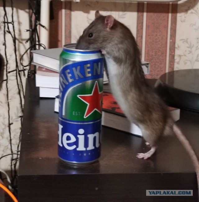 А ещё я люблю крысок
