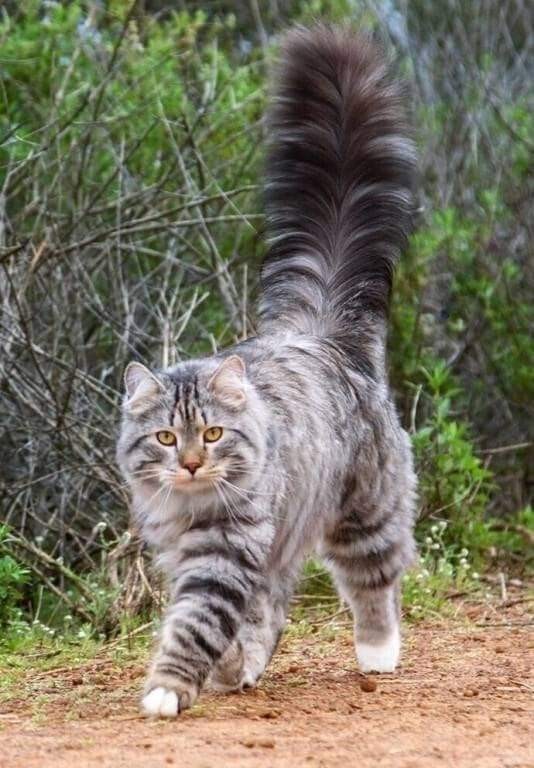 Кандидат на звание "Хвост месяца"