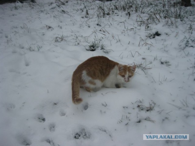 Жизнь домашнего приюта для котеек 422