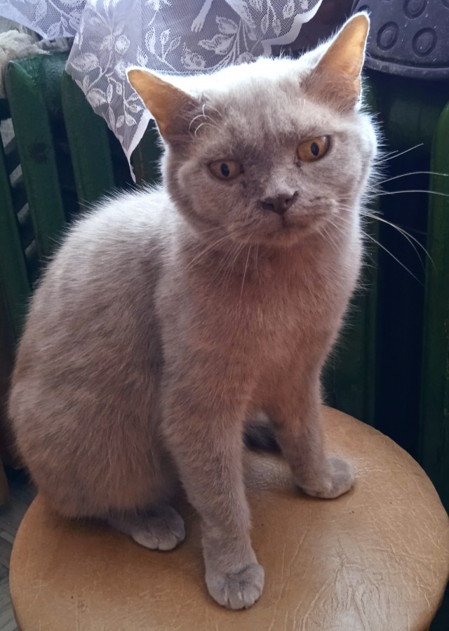 Котодракула