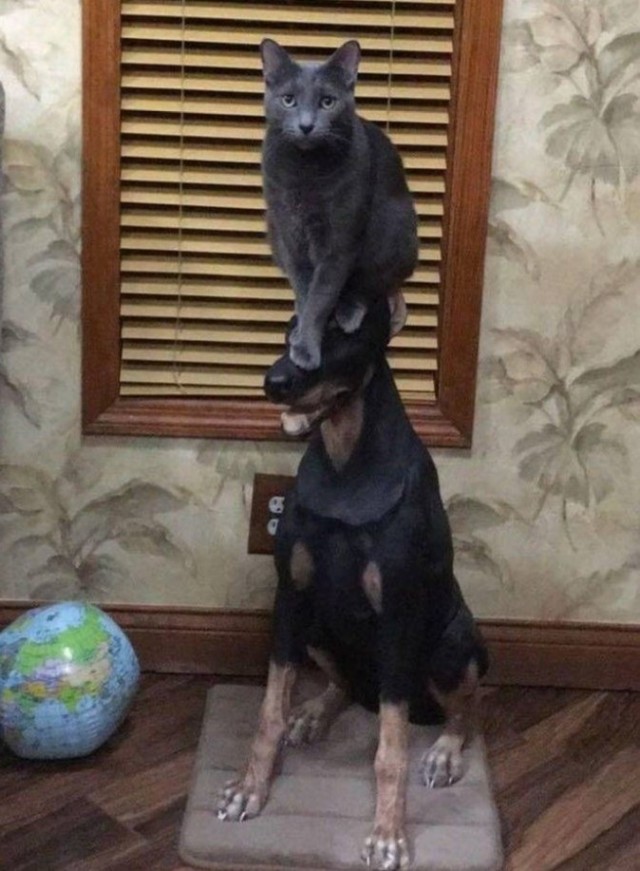 Защитник