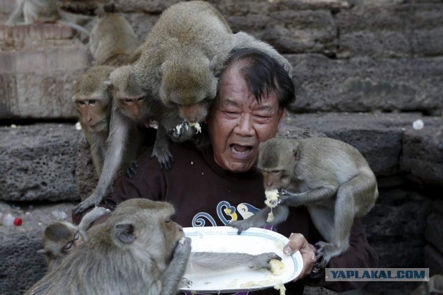 В Таиланде прямо сейчас идёт гражданская война между двумя бандами обезьян — лидера одной из них задержали