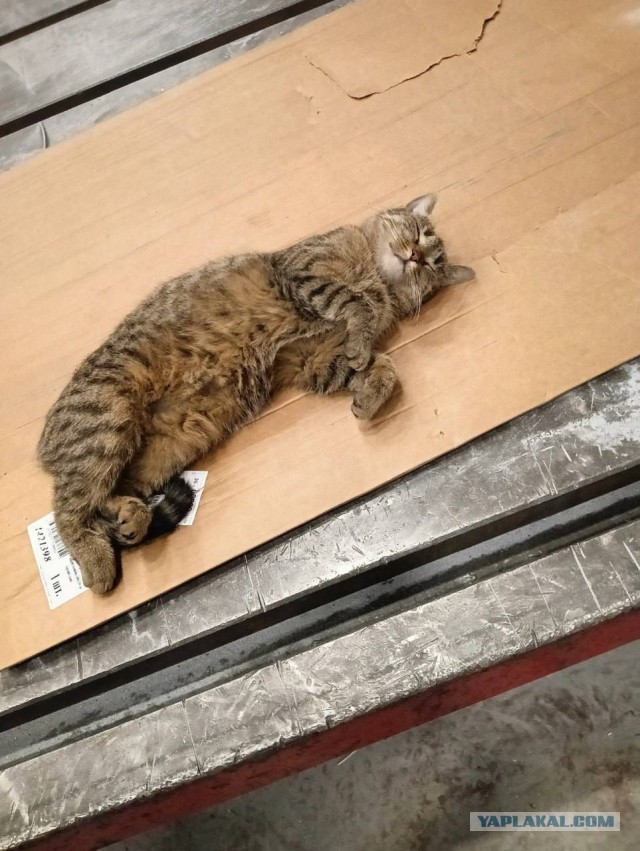 Коты, которые работают на заводах
