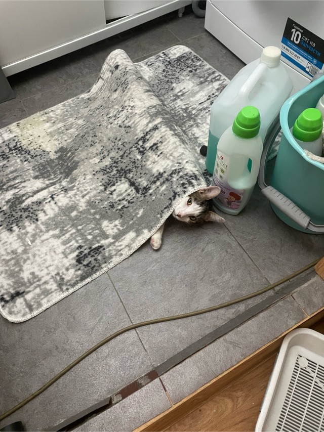 Котовторник, от мала до велика