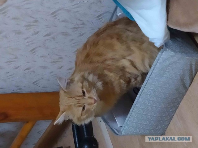 Коробочки наше фсё
