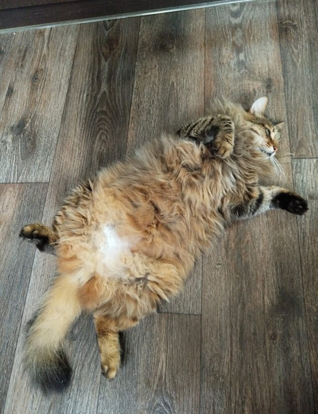 Купила кошке ковëр