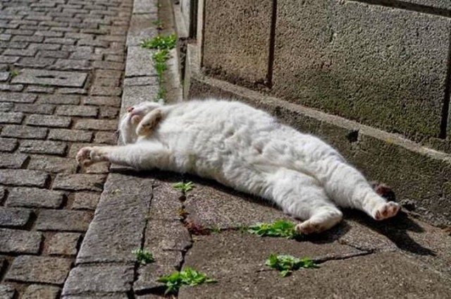 Кошки на развалинах города Помпеи