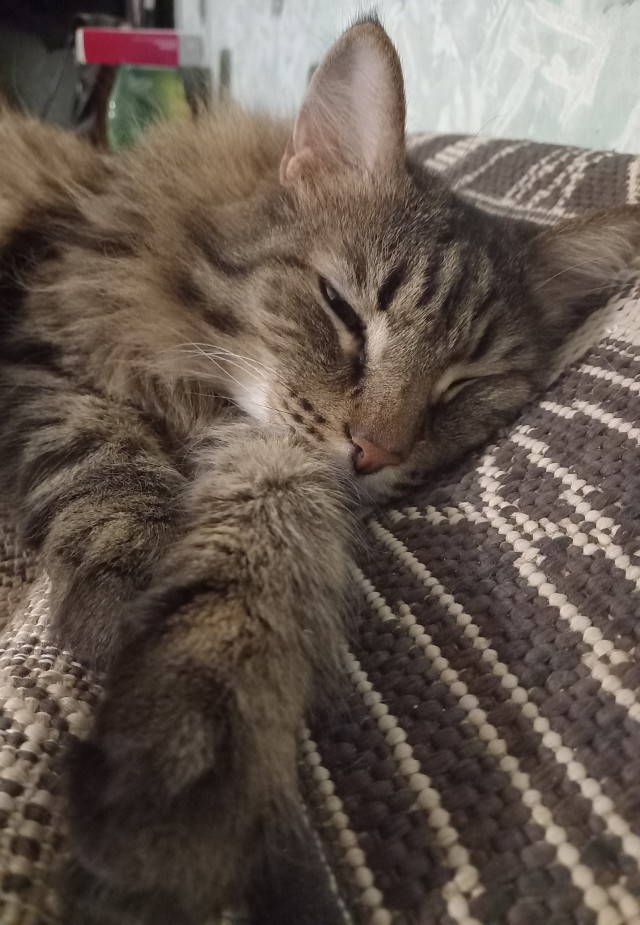 Котовторник
