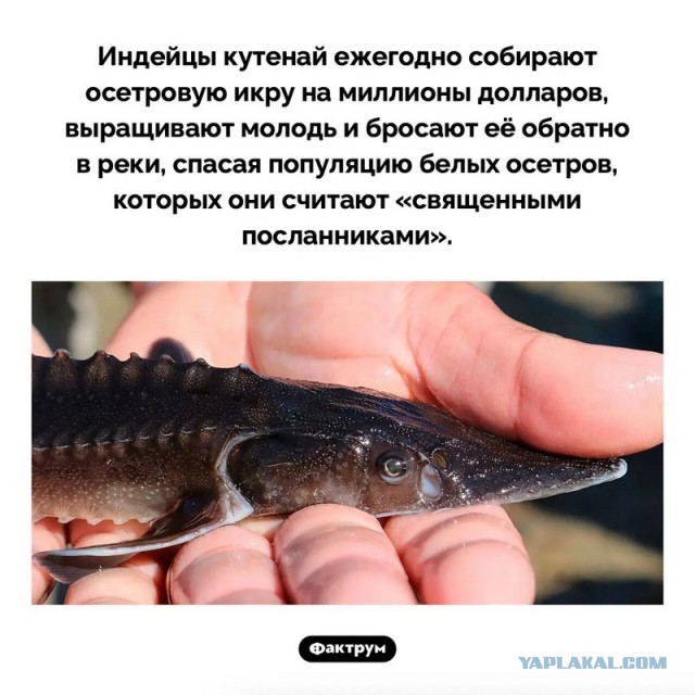 Бутан, таинственный Бутан