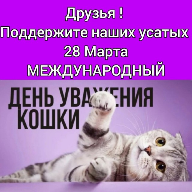 Сегодня отмечается День уважения кошек