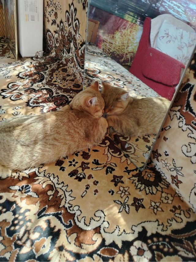 А как спят ваши питомцы?
