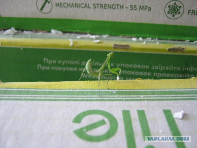 Сегодня на работе, ко мне прилетала муха.