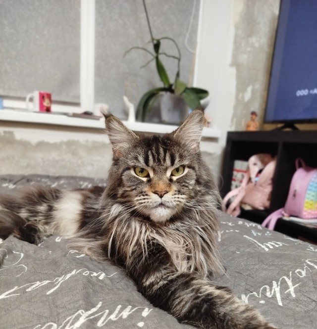 Муж и жена - одна сатана. Да здравствует котовторник!
