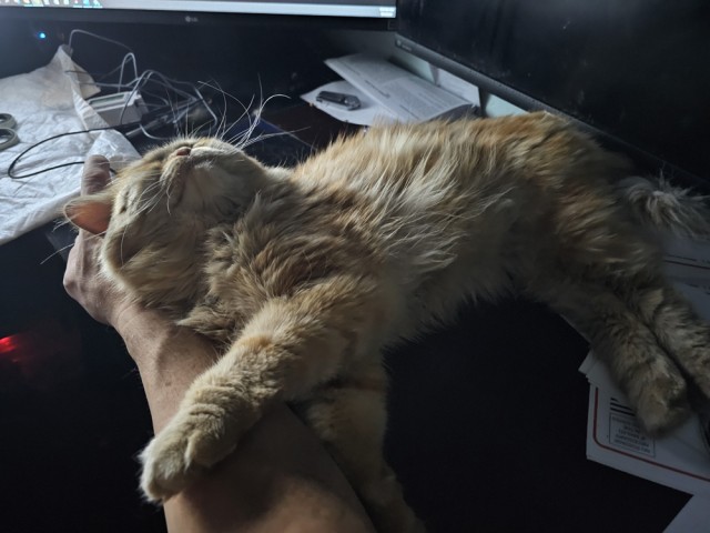 Мужчины и кошачья любовь