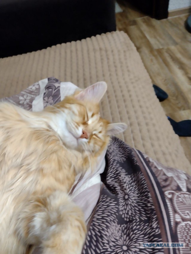 Производственный кот