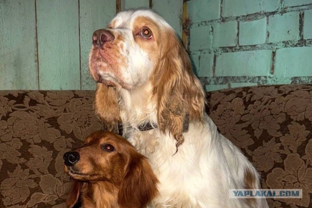 В Псковской области уволили чиновницу после скандала с выброшенными на трассе в мороз собаками