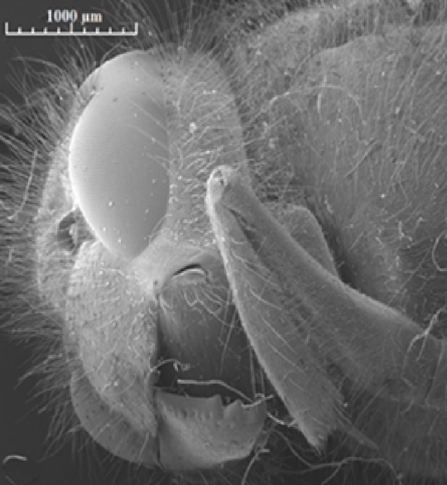 Микромир без дураков и ИИ