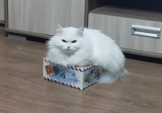 Котовторник 24.02