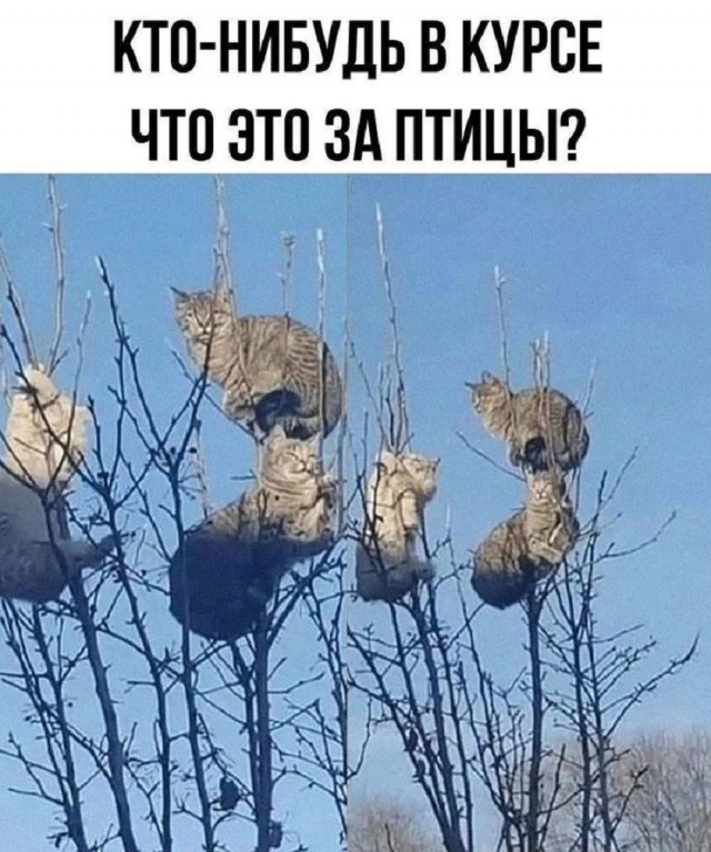 Так себе картинки 15.03.26