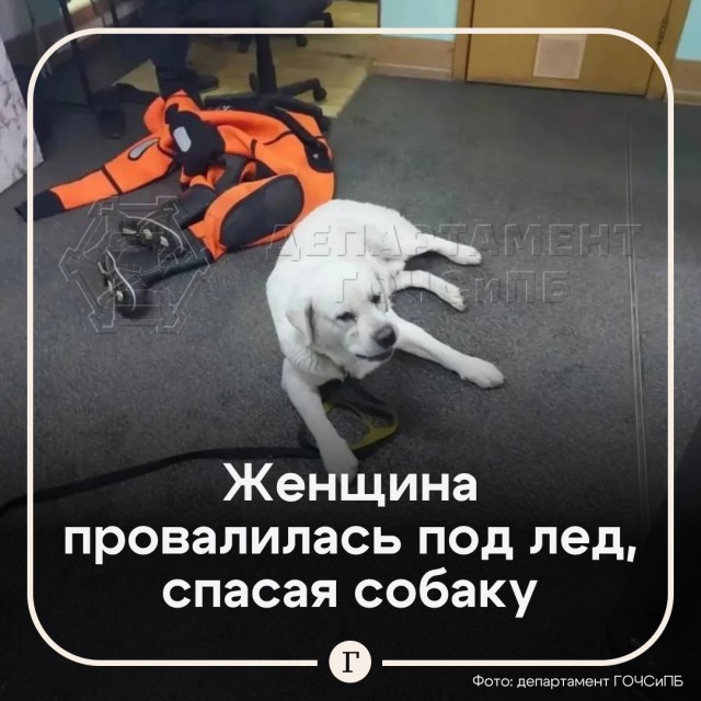 Спасла песика