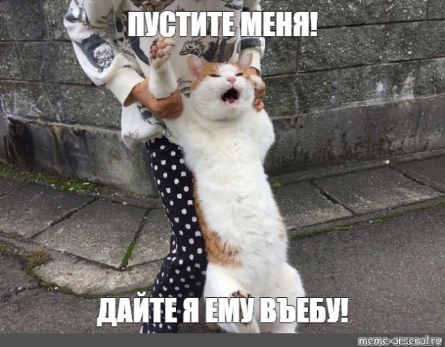 Учёные из Белфаста выяснили, что кошки бывают левшами и правшами