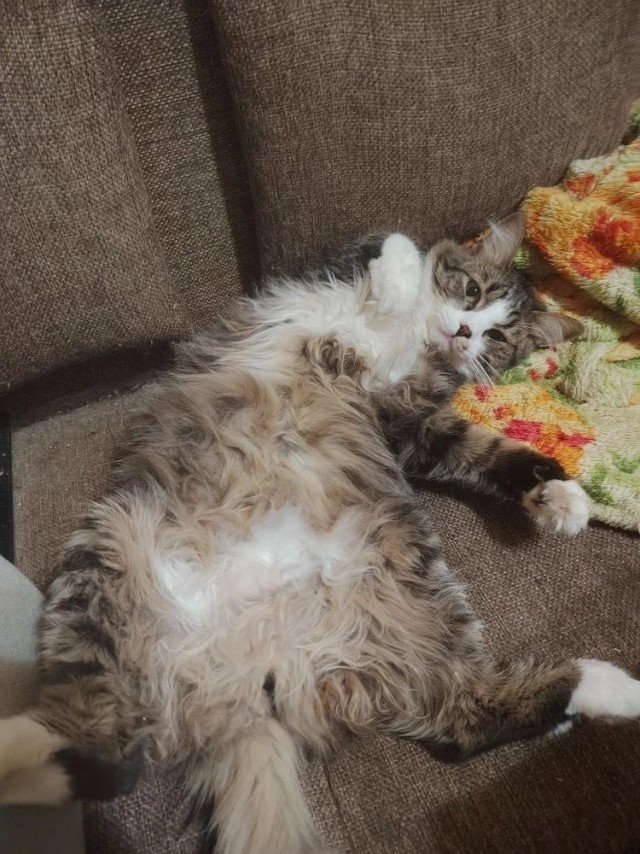 Котовторник снова!