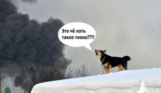 Первая встреча гусей с гусятами и их реакция