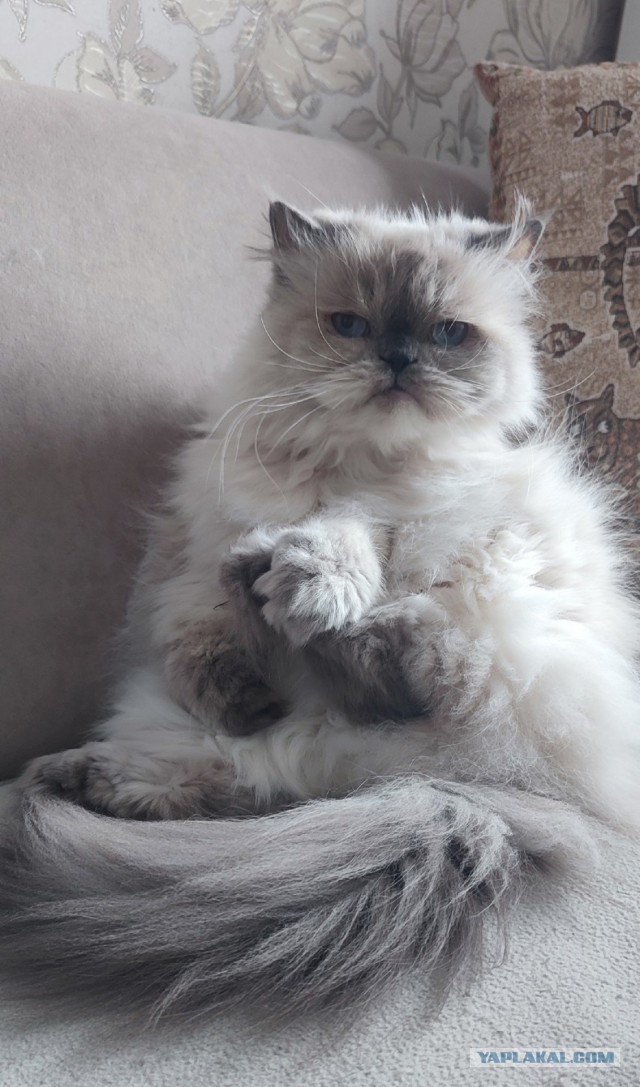 Кот - не му*ак. Просто вы говорите на разных языках
