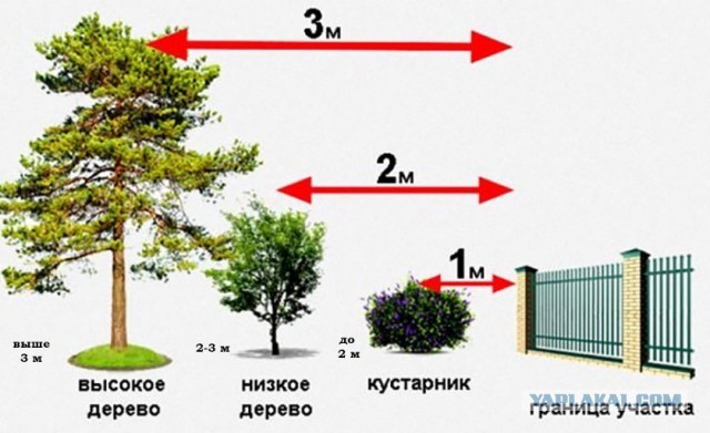 Вот такой сосед