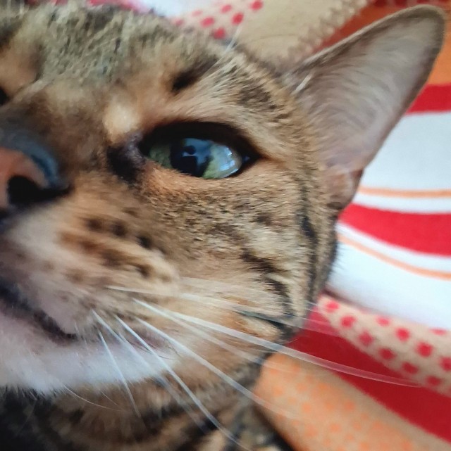Котовое