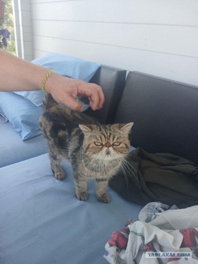 Котовторник