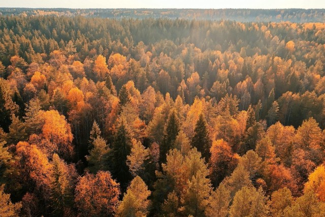Осень в тайге