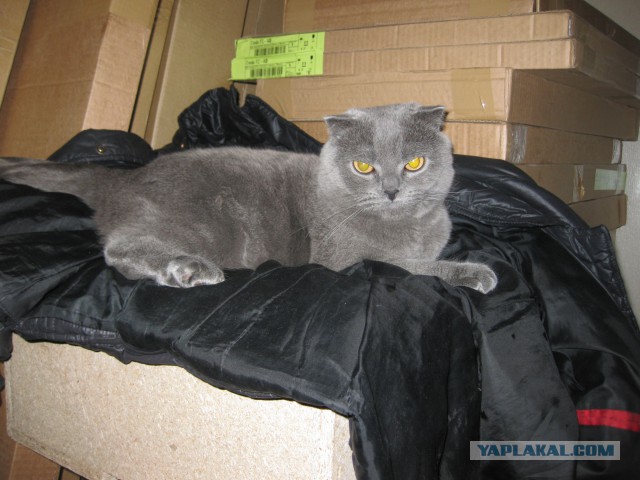 Котовторник 22.10.2013