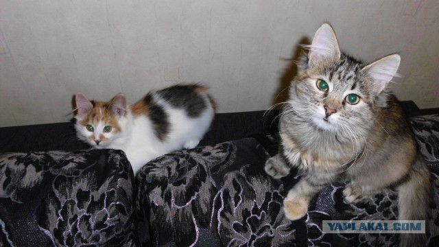 Котовторник 22.10.2013