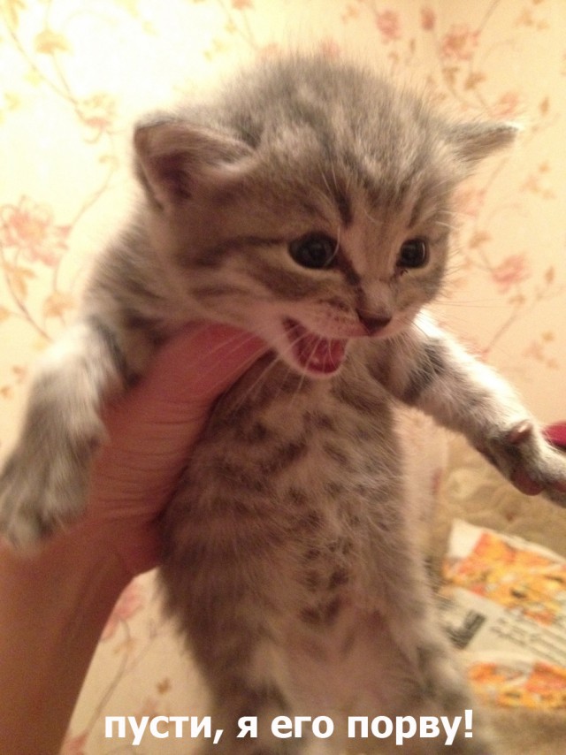 Котоподборка