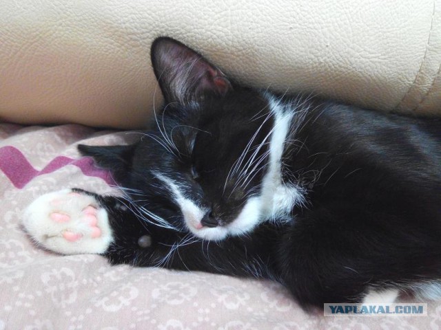 Котовторник 04.03.2014