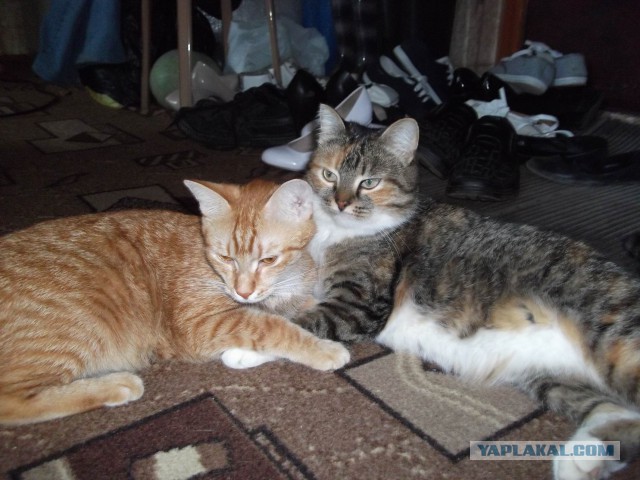 Котовторник 04.03.2014