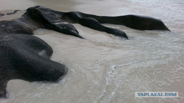 Как я съездил на Сейшелы