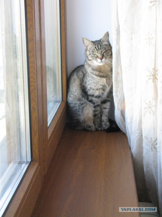 С Котовторником!