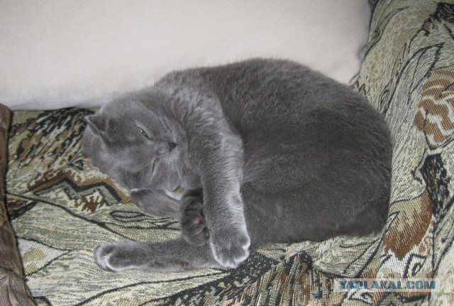 Котовторник 15.07.2014.