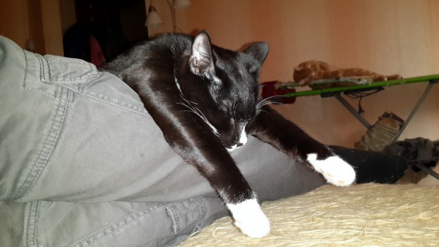 Котовторник 15.07.2014.