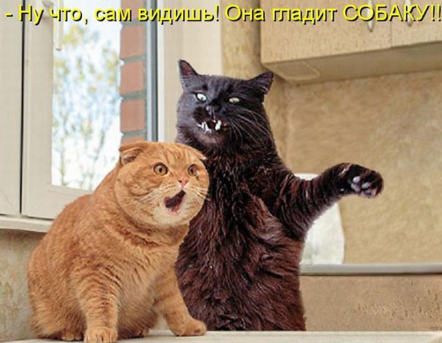 Лента анекдотов на четверг, 14.08.2014 г.