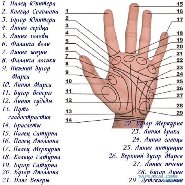 Исследую Хиромантию