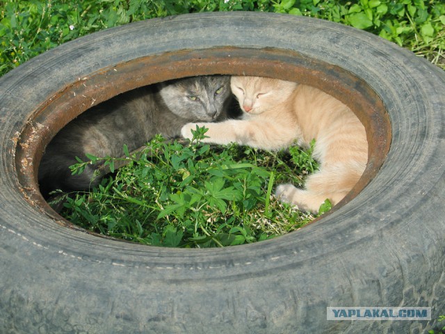 Деревенские коты