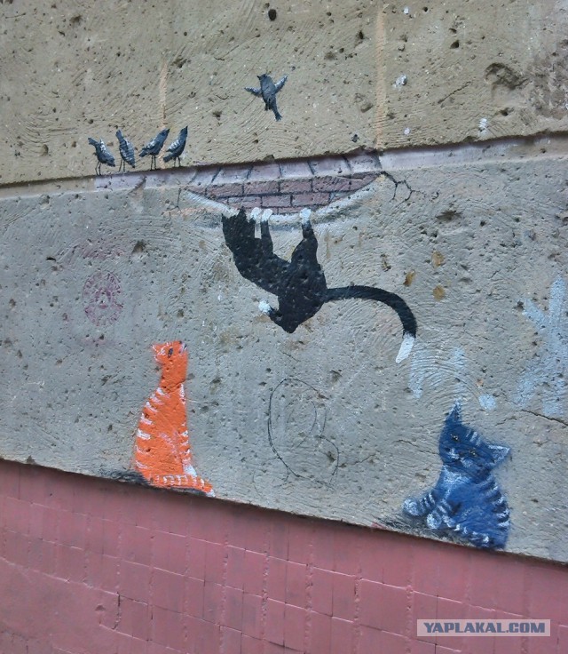 Котовторник   02.06.2015