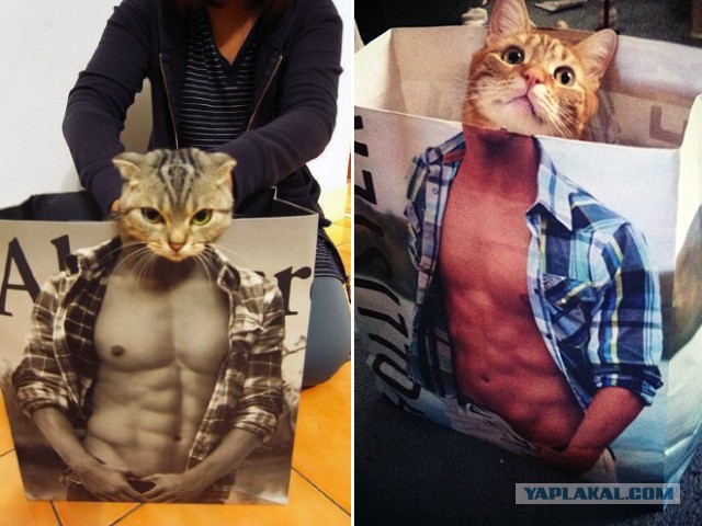 Кошки vs. пакеты