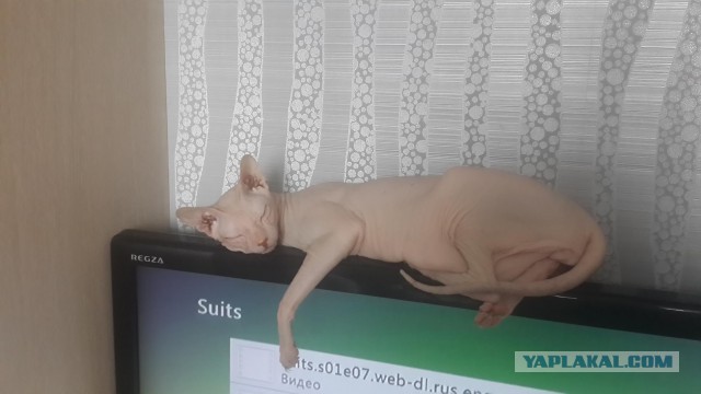 Котовторник 28.07.2015