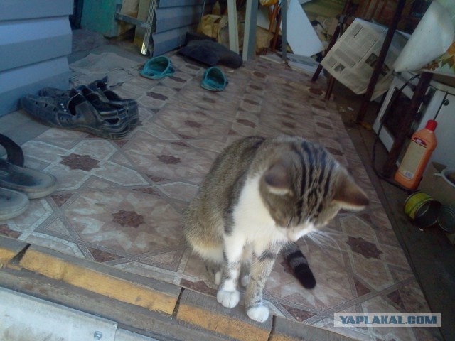 Котовторник 29-09-2015,