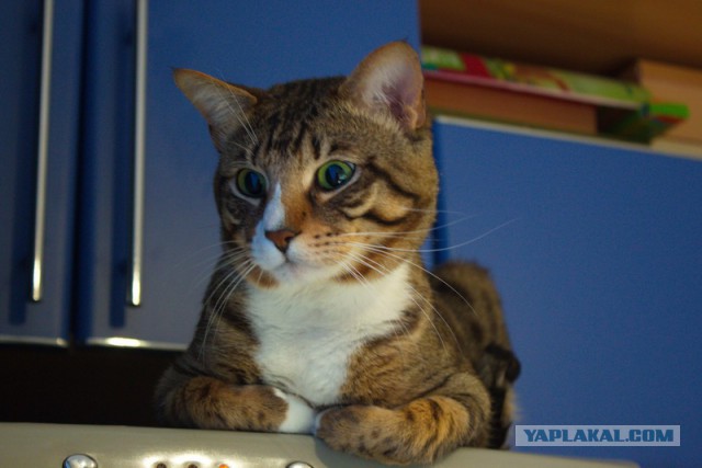 Котовторник 15.12.2015